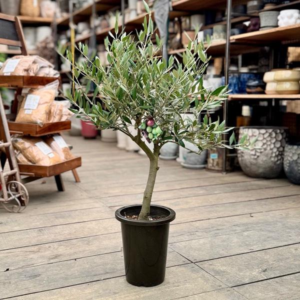 観葉植物 SOUJU（創樹）ブランド：オリーブの木 ピクアル*6号 Picual