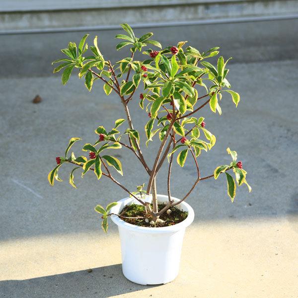 特選庭木・植木：斑入り沈丁花 前島 大株* 樹高40cm 圧倒的美しさ