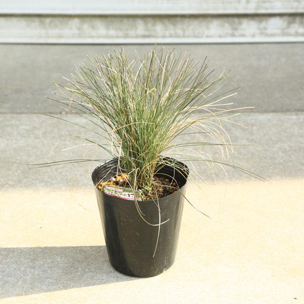 グラス・植木・庭木・苗：ミューレンベルギア カピラリス : 遊恵盆栽