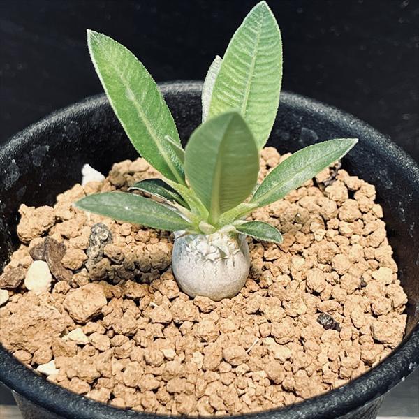 コーデックス：パキポディウム エブレネウム 実生 S*塊根幅1cm