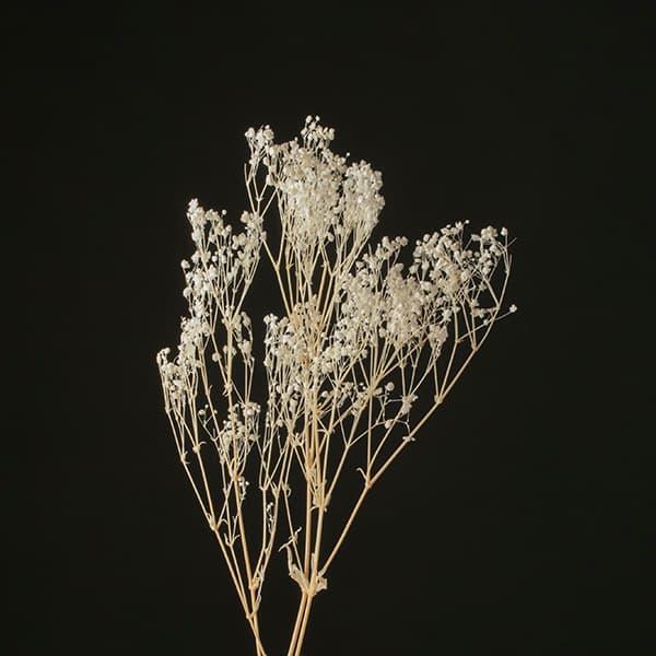 アスカ商会 ドライフラワー 花材 とりよせ品 カスミソウ クリーム