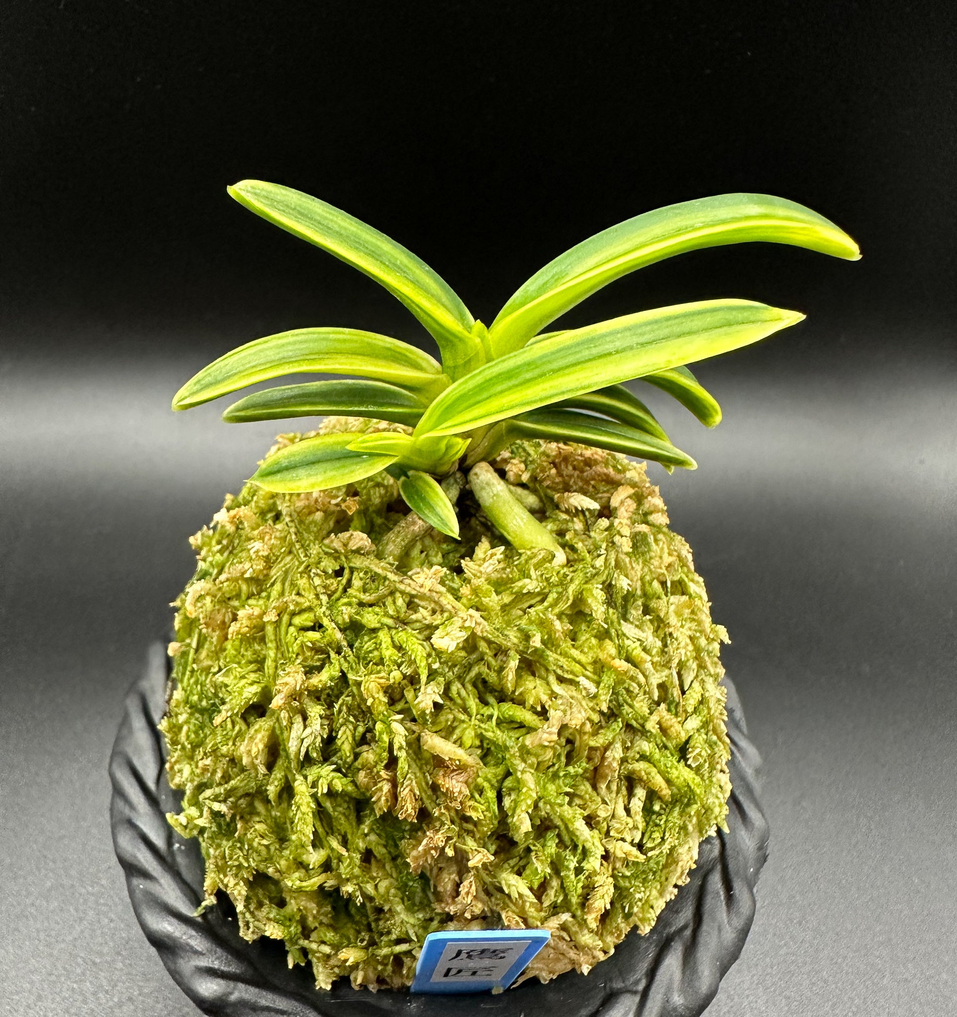 富貴蘭 変化を楽しむ | 鷹匠 『ビジュアルが美しい』 – Jewelry Plant