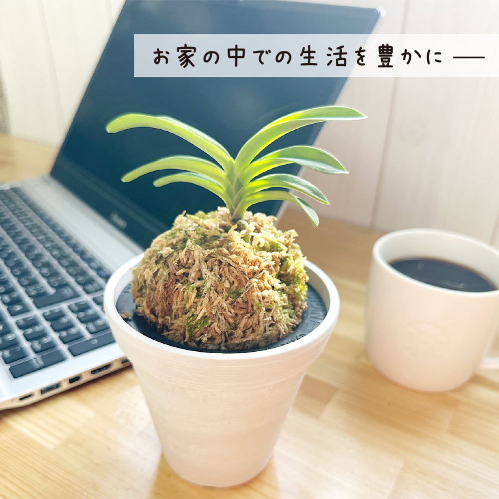 宝石のような観葉植物のお店 【Jewelry Plant】 富貴蘭 風蘭 蘭