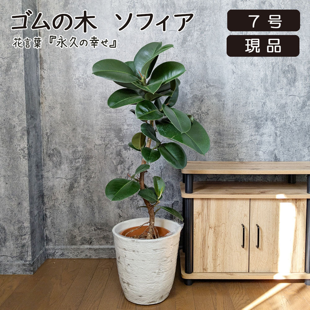 宝石のような観葉植物のお店 【Jewelry Plant】 ゴムの木 フィカス
