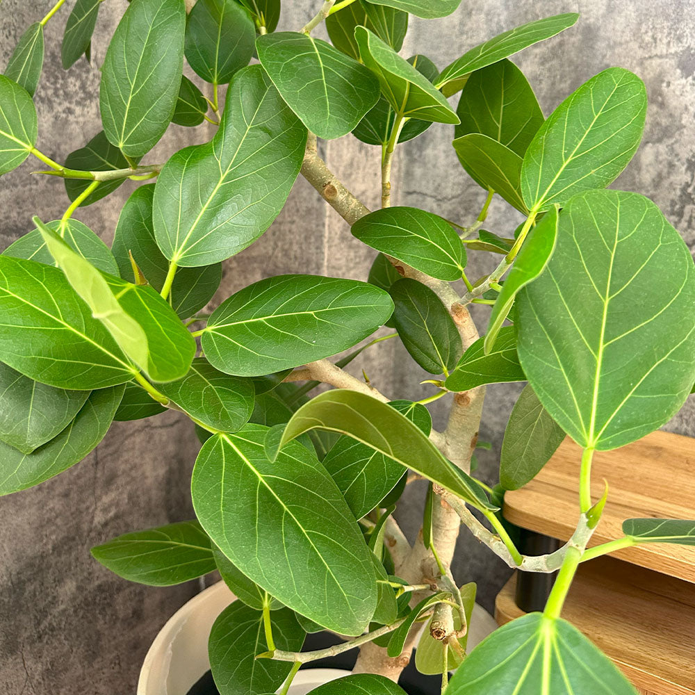 宝石のような観葉植物のお店 【Jewelry Plant】 ゴムの木