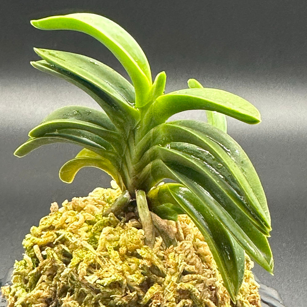 宝石のような観葉植物のお店 【Jewelry Plant】 富貴蘭 紀州緑風 4本立