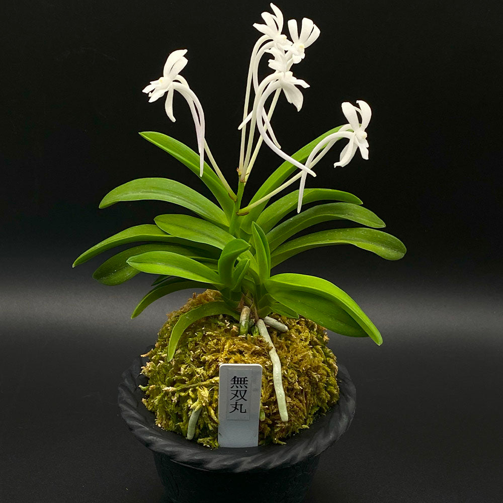 宝石のような観葉植物のお店 【Jewelry Plant】 富貴蘭 富蘭 蘭 無双丸