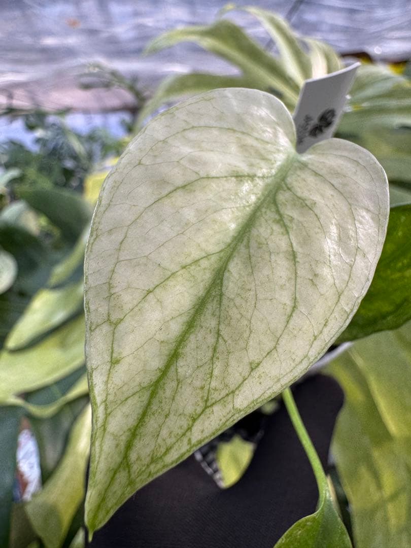 希少種】モンステラ デリシオーサ ミント｜2号（2寸ポリポット