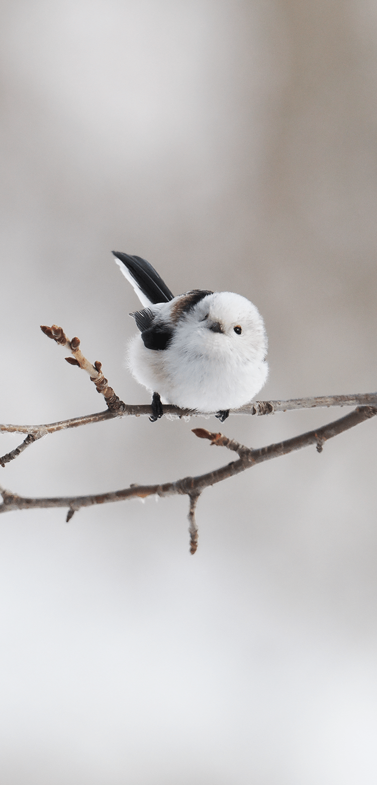 基本情報｜M.ZUIKO DIGITAL ED 150-600mm F5.0-6.3 IS｜M.ZUIKO