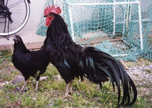 日本鶏の紹介｜日本家禽学会