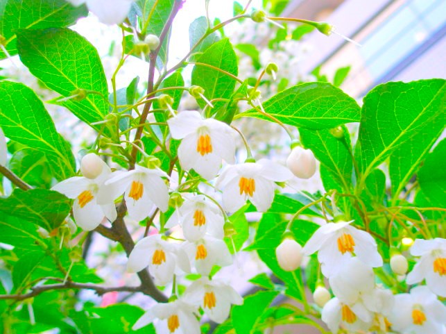 エゴノキ花散歩