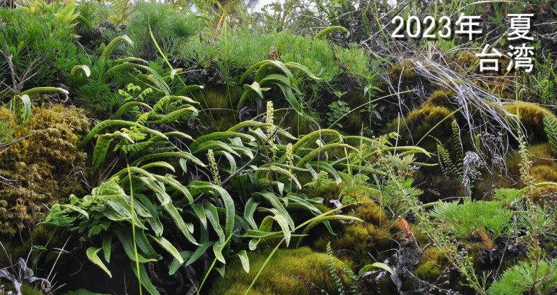 2023台湾で見られたシダ - 神奈川県のシダ植物