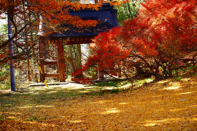紅葉色づき状況（高瀬渓谷・仁科三湖・霊松寺） | 大町市観光協会
