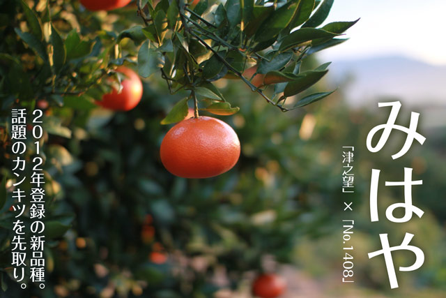 みはやみかんを農家直送！カンキツみはやをお届けします。甘いみはやを