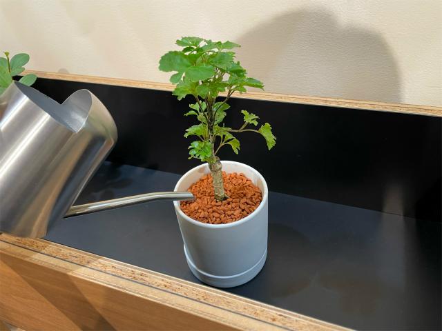 観葉植物の飾り棚「FLANGE plywood プランターシェルフ」 – カリモク60