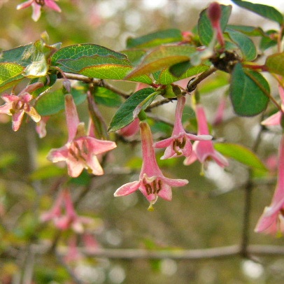 ウグイスカグラ