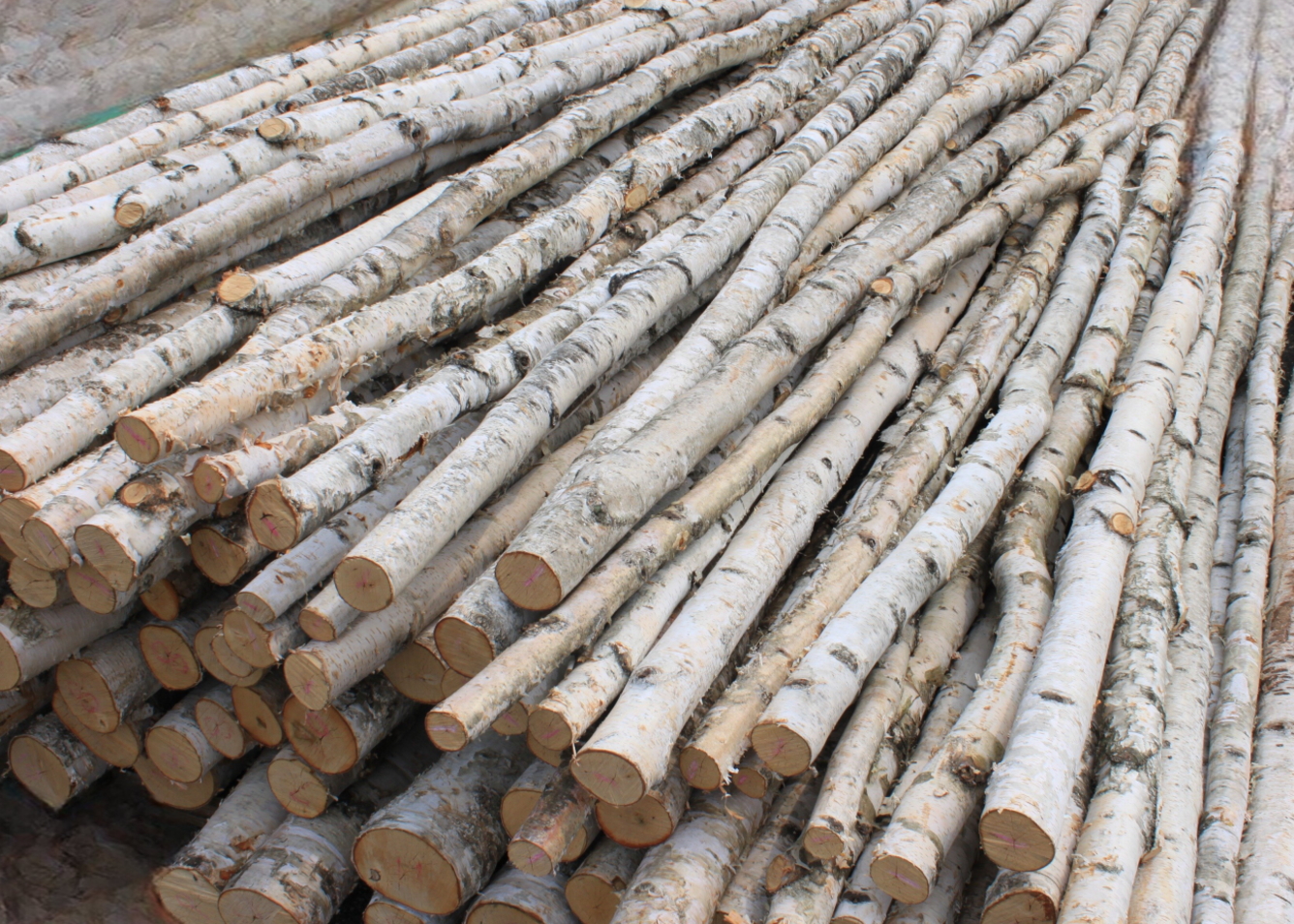 通販】白樺・枝・丸太などの自然素材｜店舗ディスプレイをおしゃれに