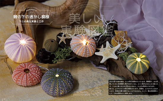 棘の下の透かし模様 – きらら舎