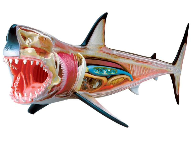 4D Master 622028 Great White Shark ホホジロザメ 解剖モデル