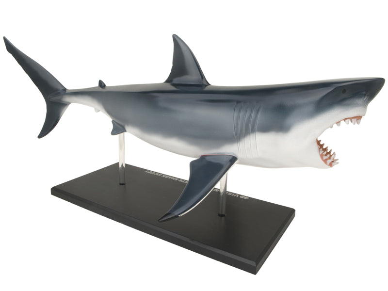 4D Master 622028 Great White Shark ホホジロザメ 解剖モデル