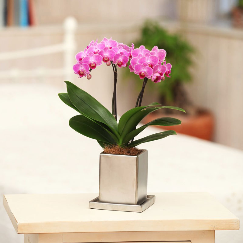 ミディ胡蝶蘭2本立 クローム鉢 | 【胡蝶蘭ビズ】フラワーギフト・胡蝶