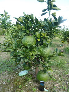 獅子柚子 ししゆず【3年生苗】(接ぎ木・素掘り)