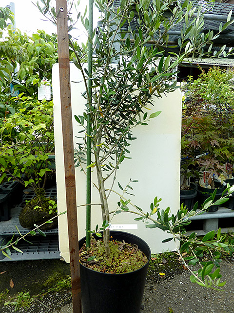 オリーブ フラントイオ （ポット入り）