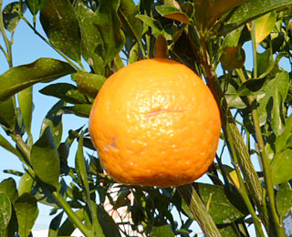 太田ポンカン ぽんかん【3年生】 （接ぎ木・ポット入り）