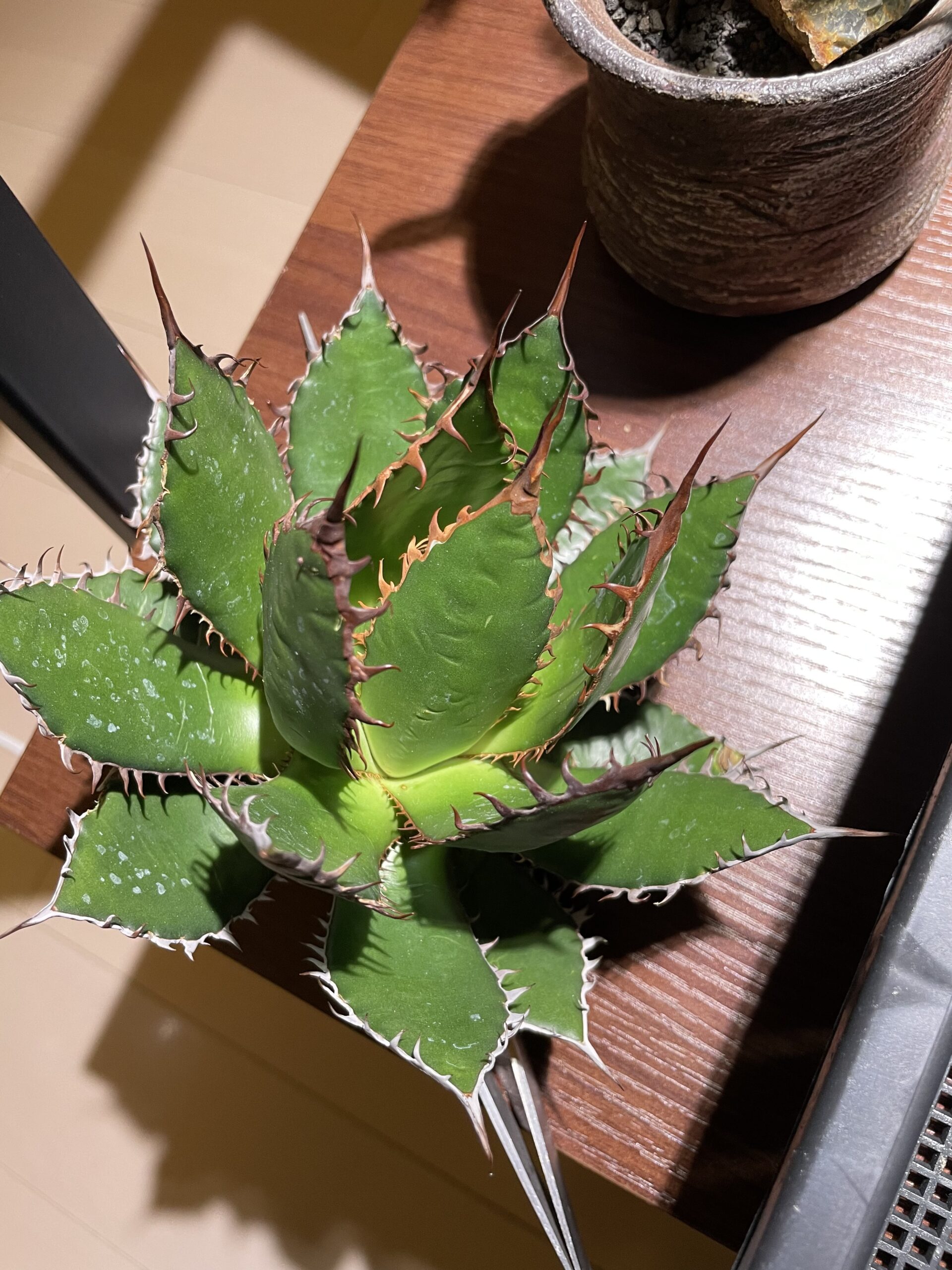 体験談】アガベの株元にカビが発生した時の処置法 |