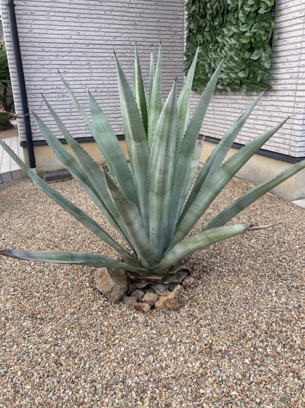 センチュリープラント（アガベ） - 国六木材