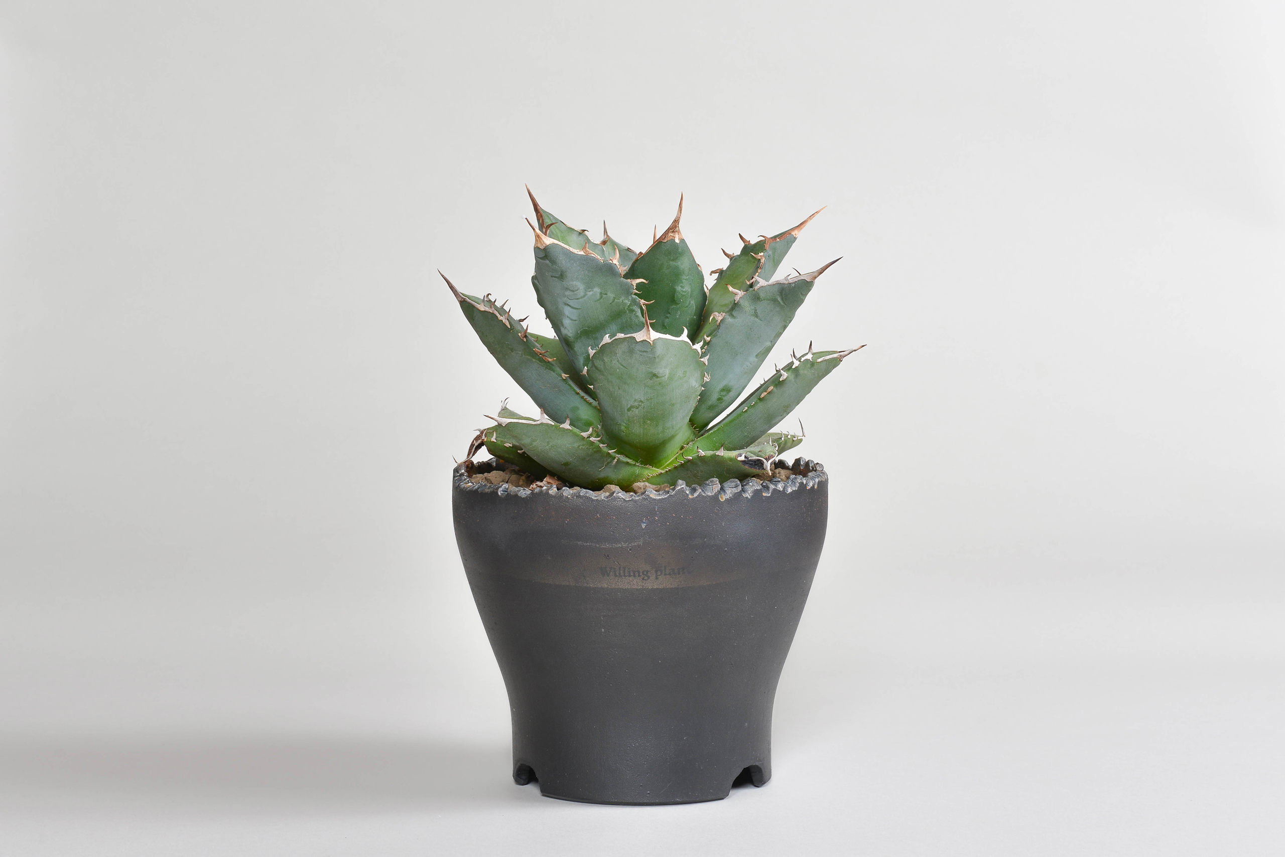 アガベ オテロイ – 草物語｜公式ウェブサイト