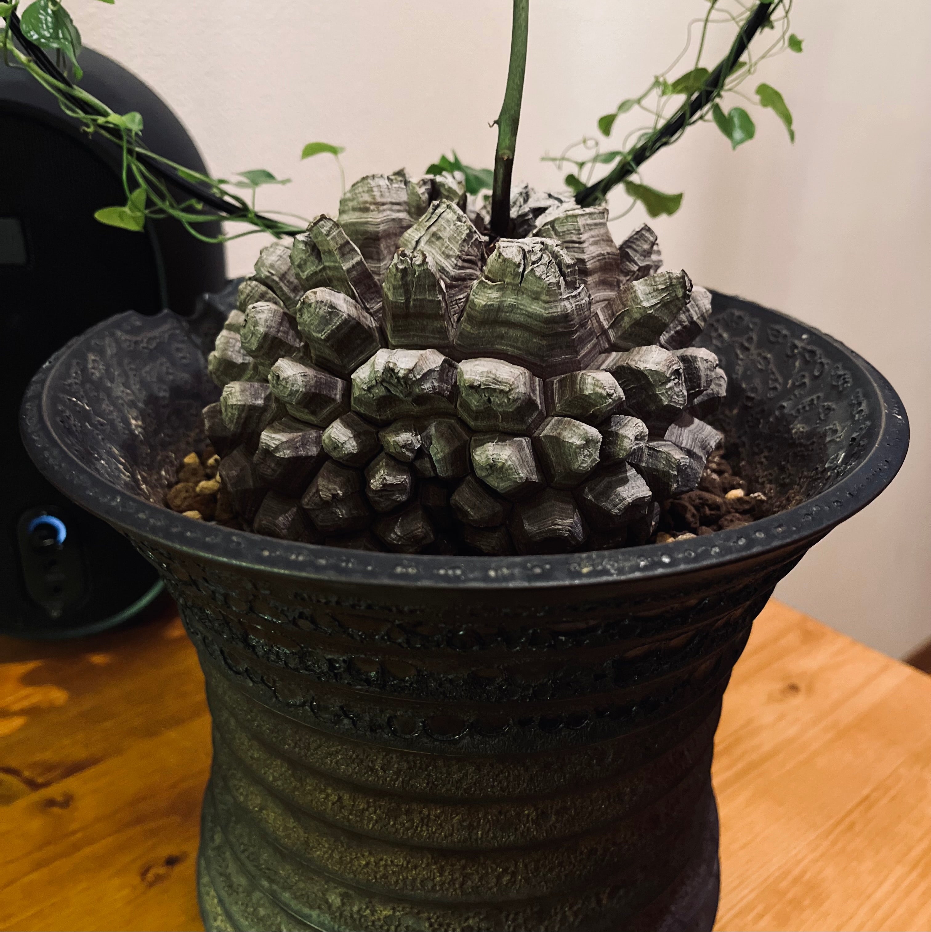 亀甲竜とは？特徴や育て方、おすすめの用土等をご紹介【冬型の塊根植物