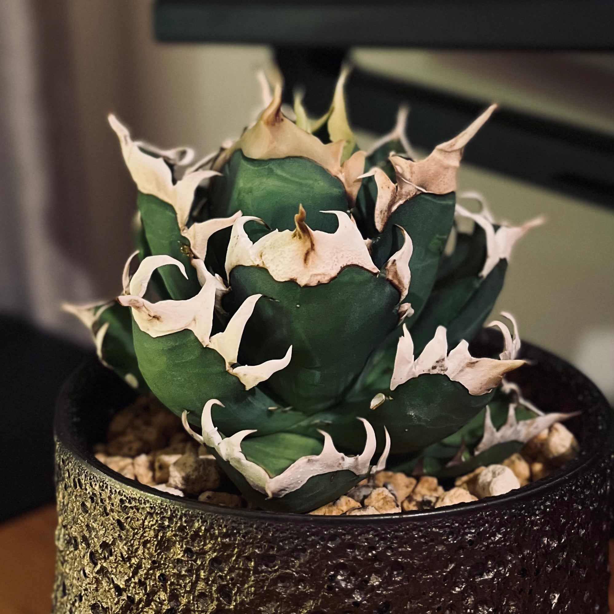 多肉植物】アガベ・チタノタ ”レッドキャットウィーズル”とは？特徴