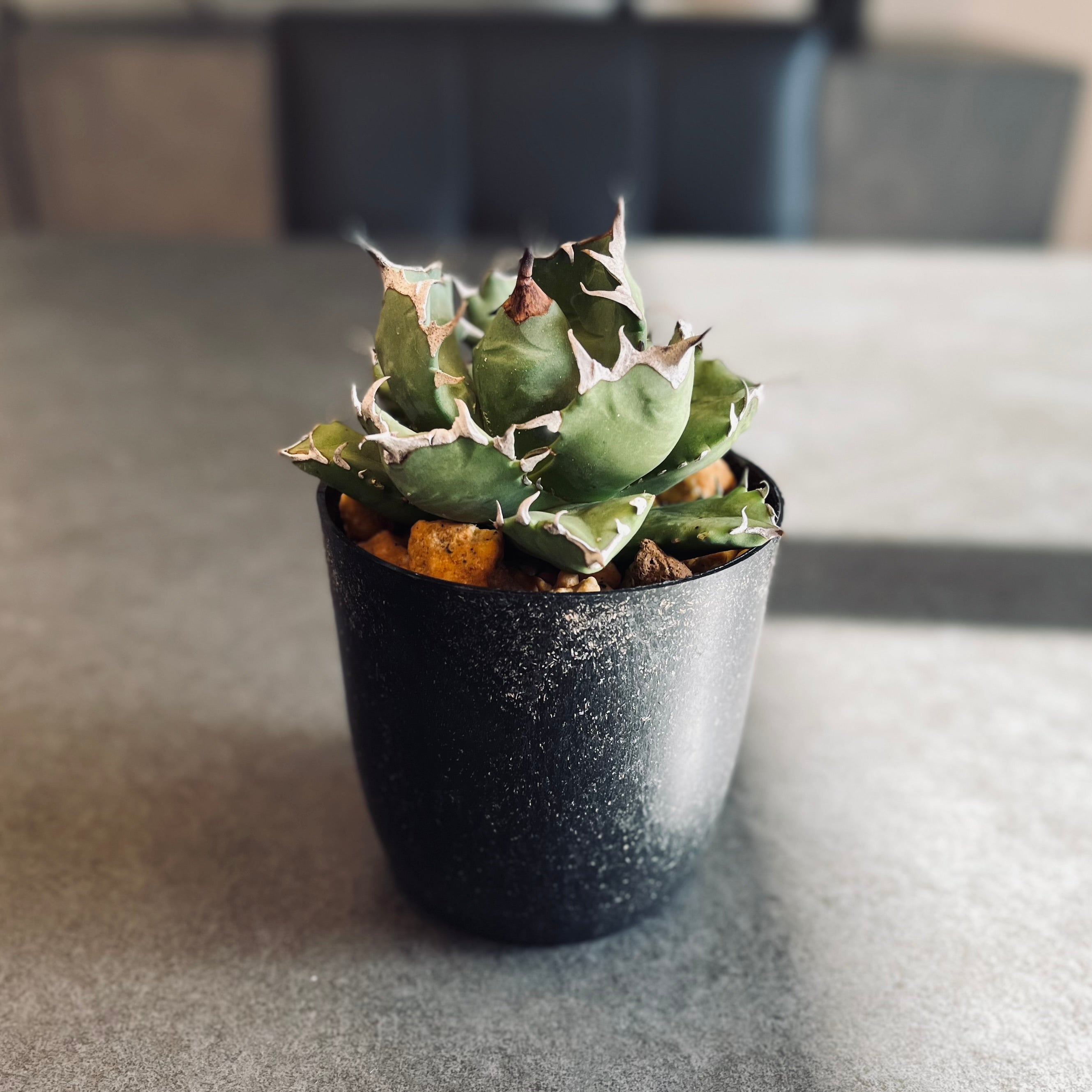 アガベ チタノタ 姫巌竜 肉厚 良型 Agave Titanota 'Dwarf' ベアルート