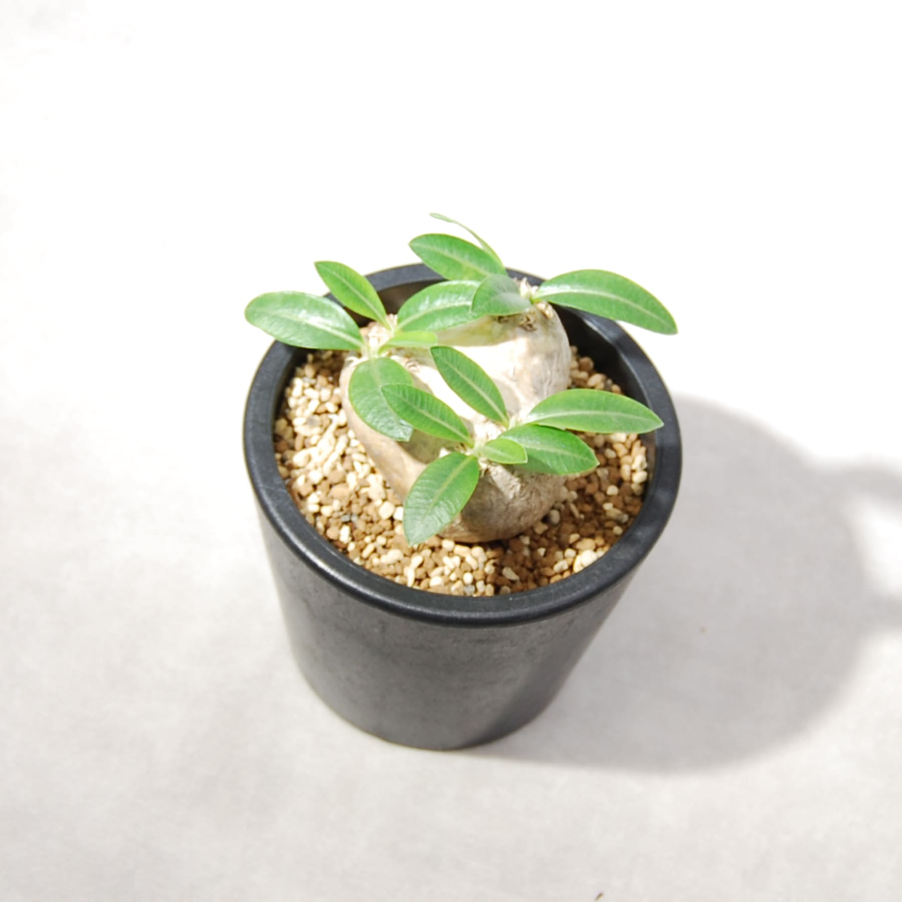 パキポディウム・ブレビカウレ（恵比寿笑い）003 – linkplants -リンク