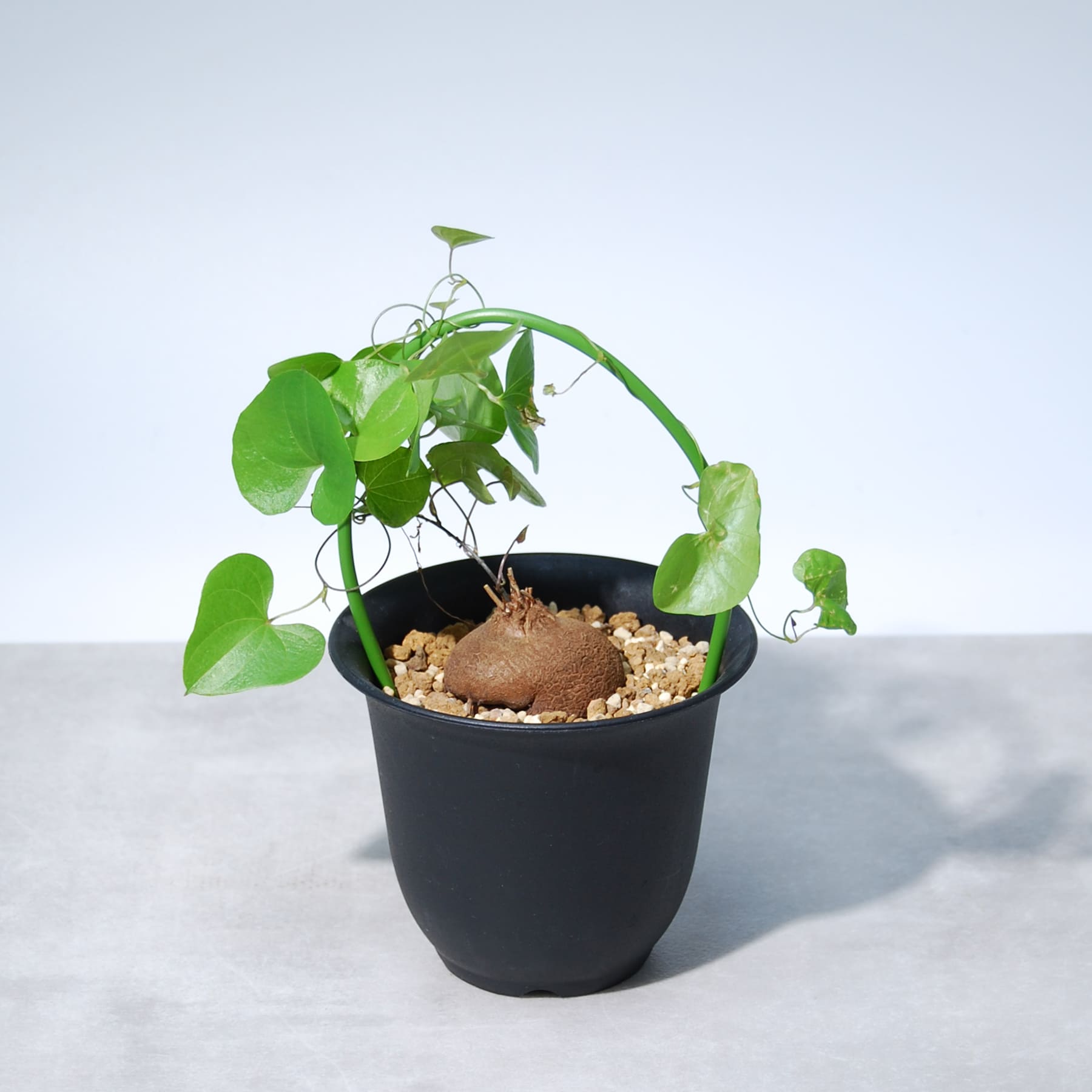 亀甲竜（ディオスコレア・エレファンティペス） – linkplants -リンク