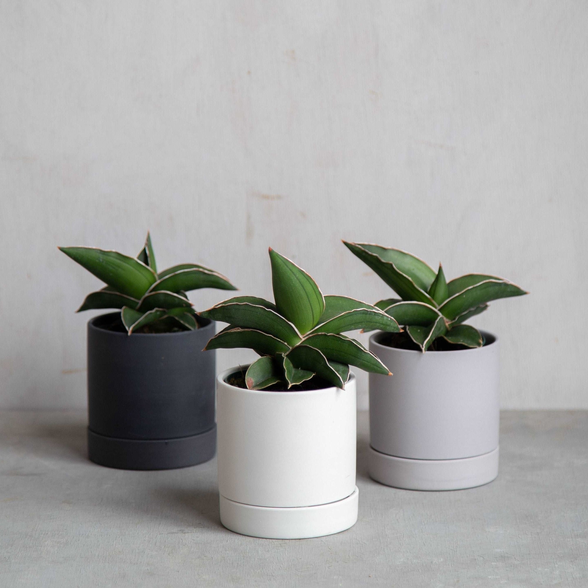 サンスベリア・サムライドワーフ / Sansevieria samurai dwalf – LIFFT