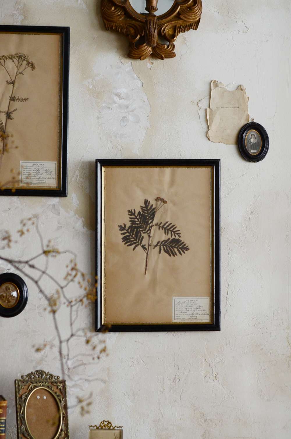 フランスアンティークインテリア 植物標本入りフレーム.6 アンティーク