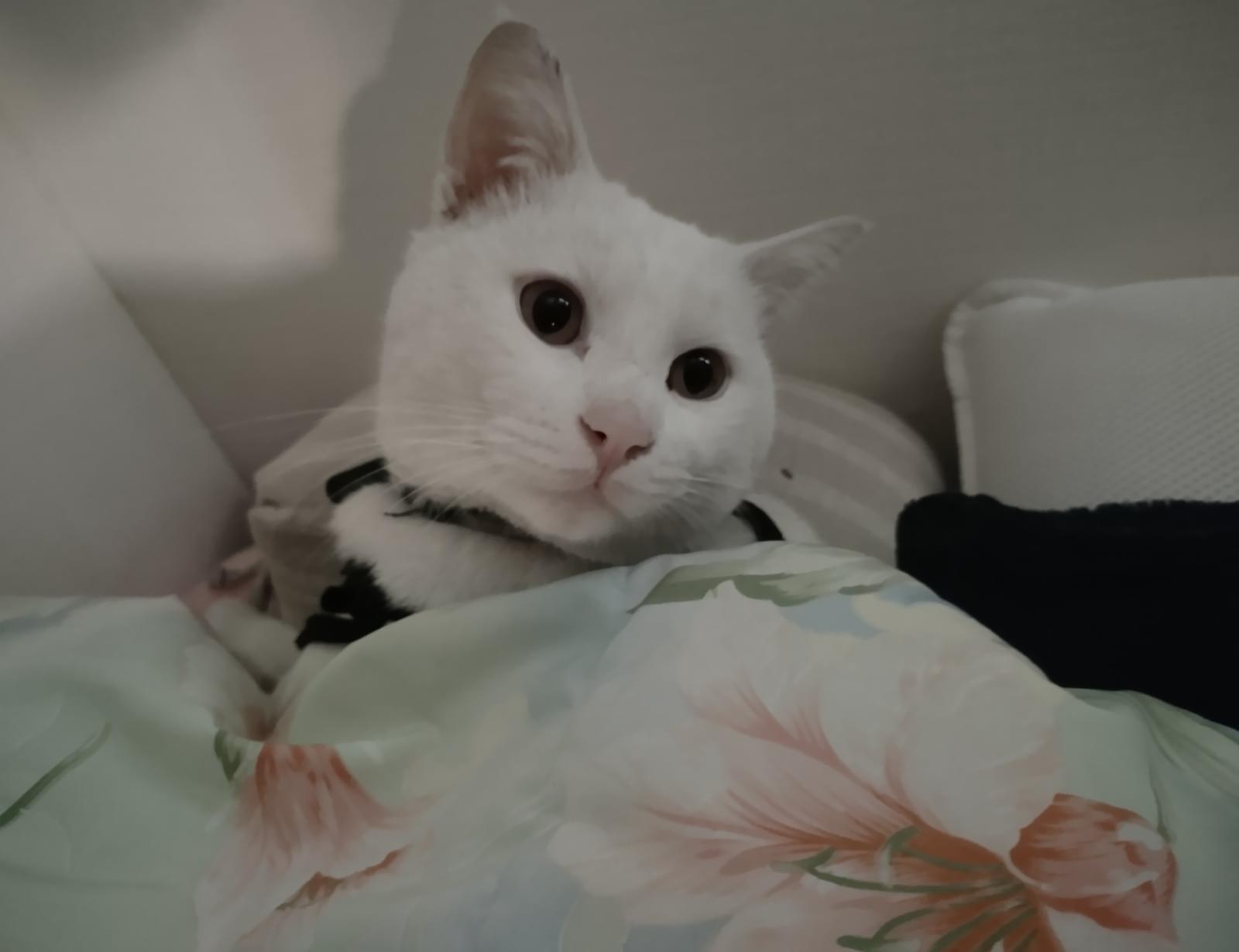 迷い猫 白猫 首輪 黒金色