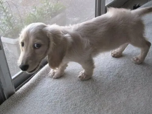 クリーム色のミニチュアダックスを探しています