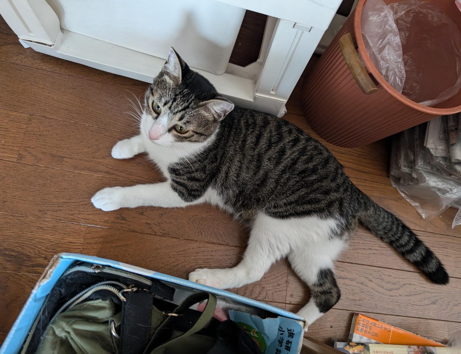 キジ白ハチワレ、小柄な猫を探しています