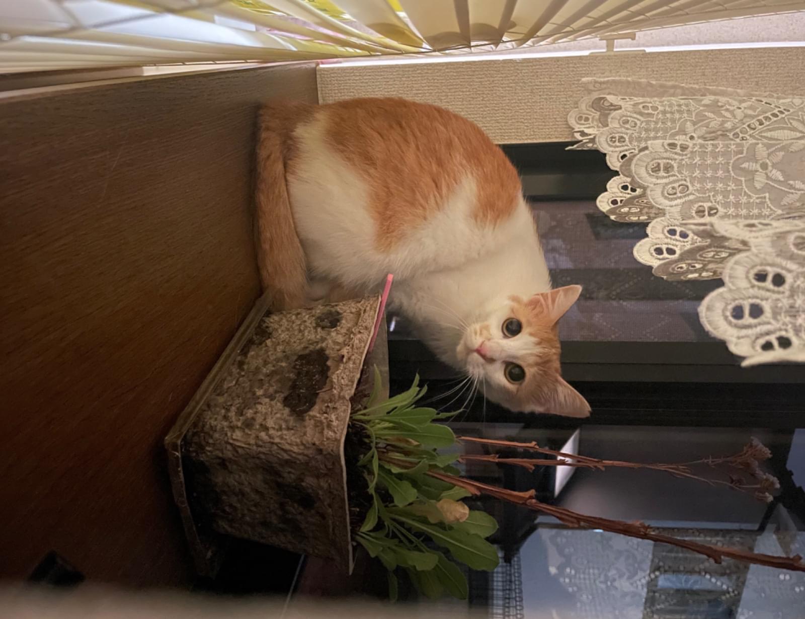 左耳桜カットの茶白メス猫を探してます