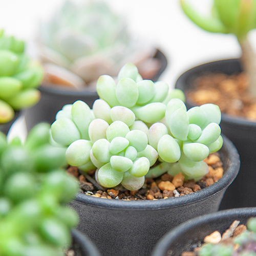 多肉植物アエオニウム錦❤カルミン*エメラルド錦❤️