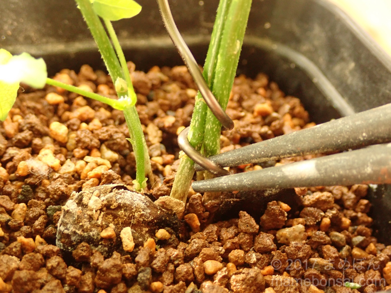 藤の実生苗、別の苗にも針金を掛けました | まめぼん 〜mamebon〜