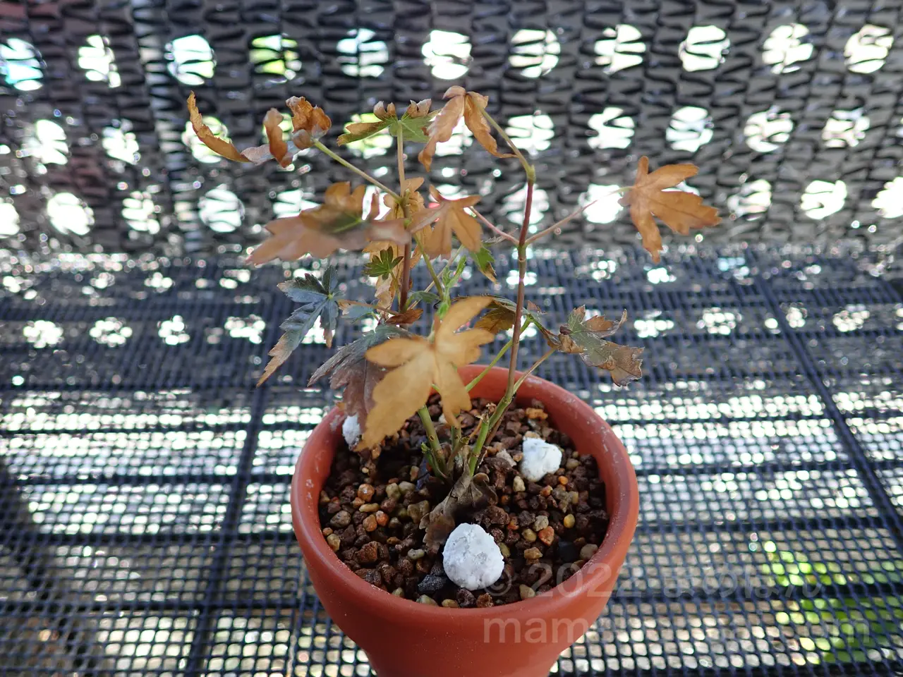 いろは紅葉（イロハモミジ）の株立ち仕立て、様子を記録しておきます