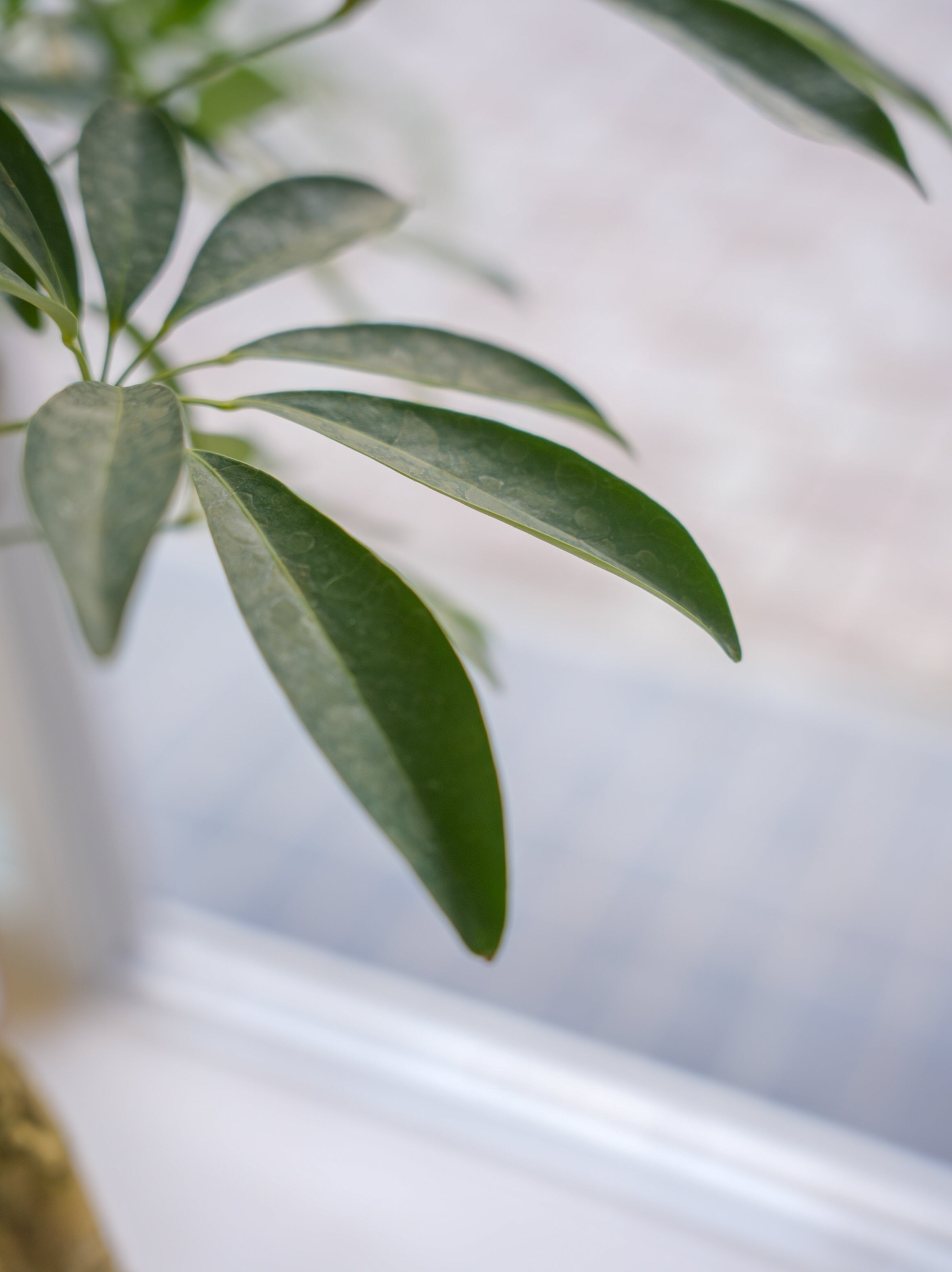 シェフレラ・アルボリコラ 曲がり 8号｜一点限り｜観葉植物販売 mamidori