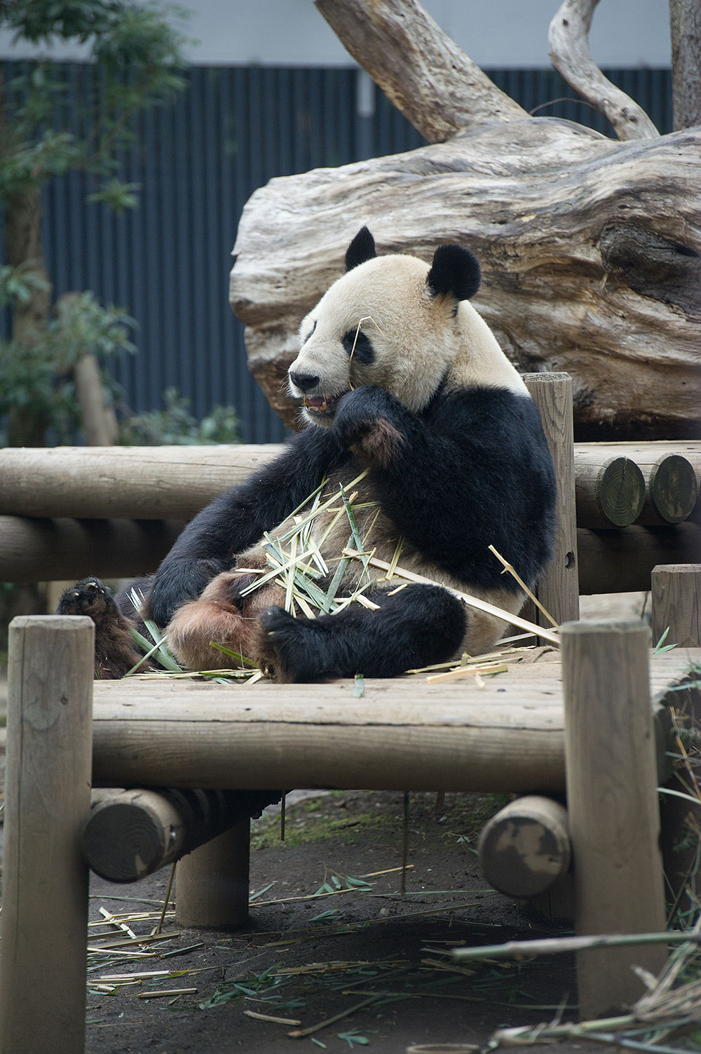 今日のパンダ（1122日目）