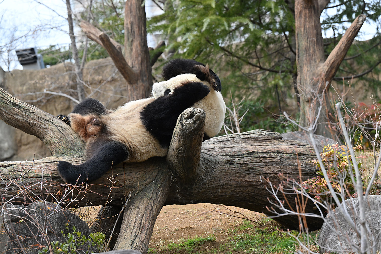 今日のパンダ（3438日目）