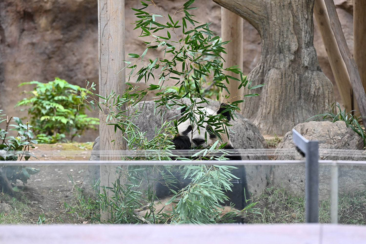 今日のパンダ（3688日目）