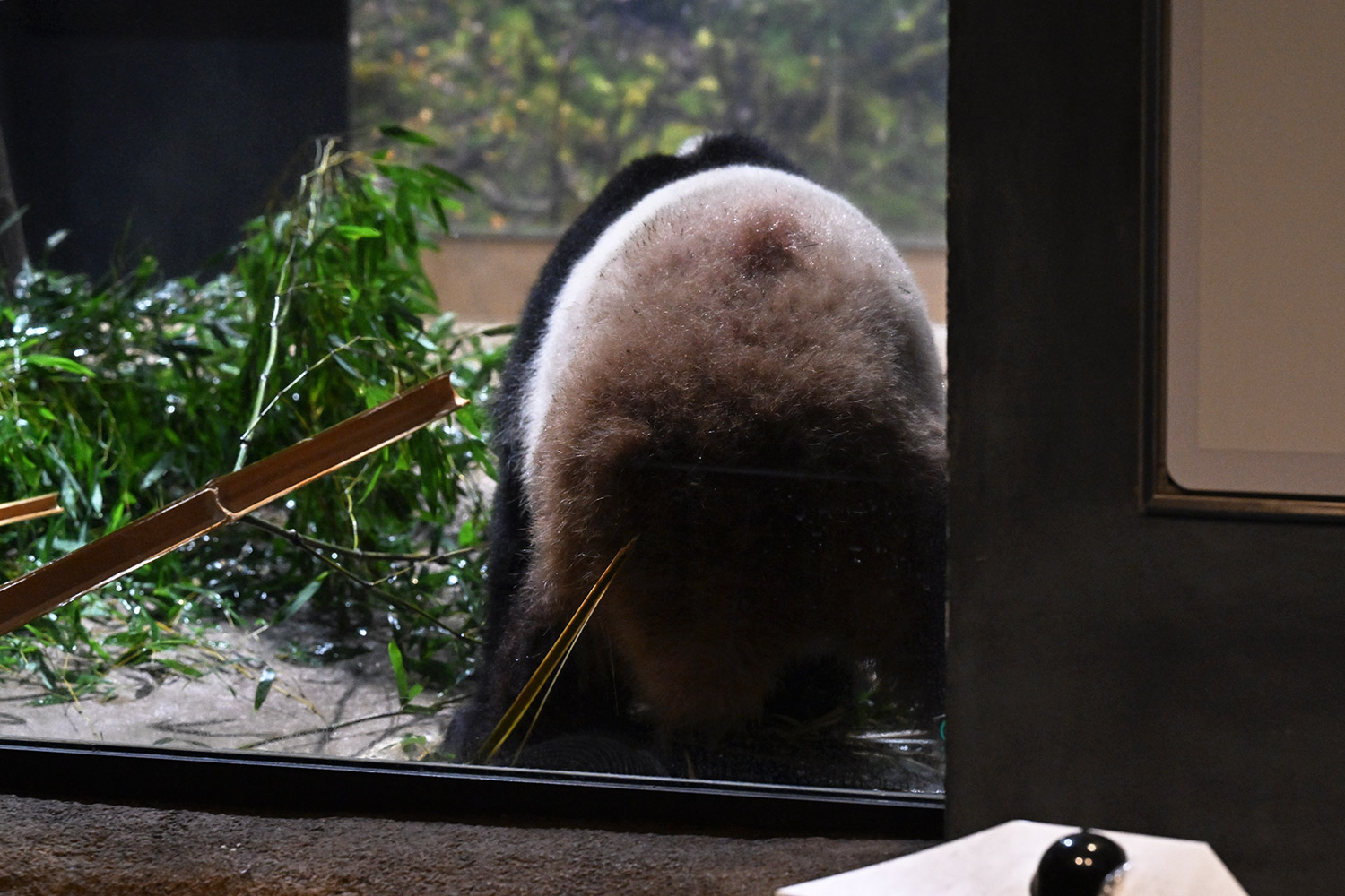 今日のパンダ（3655日目）